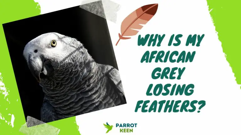 Why Is My African Grey Losing Feathers?