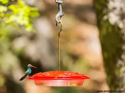 Do hummingbird eat grape jelly