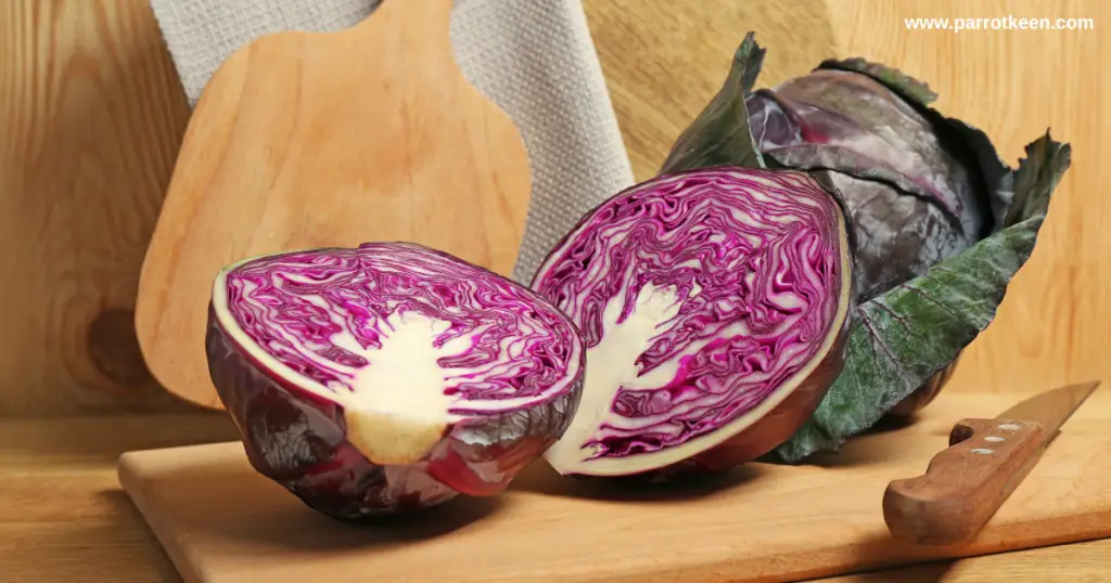 Can African Greys Eat Cabbage?[Quick Answer] Parrotkeen