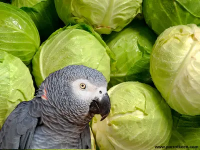 Can African Greys eat cabbage