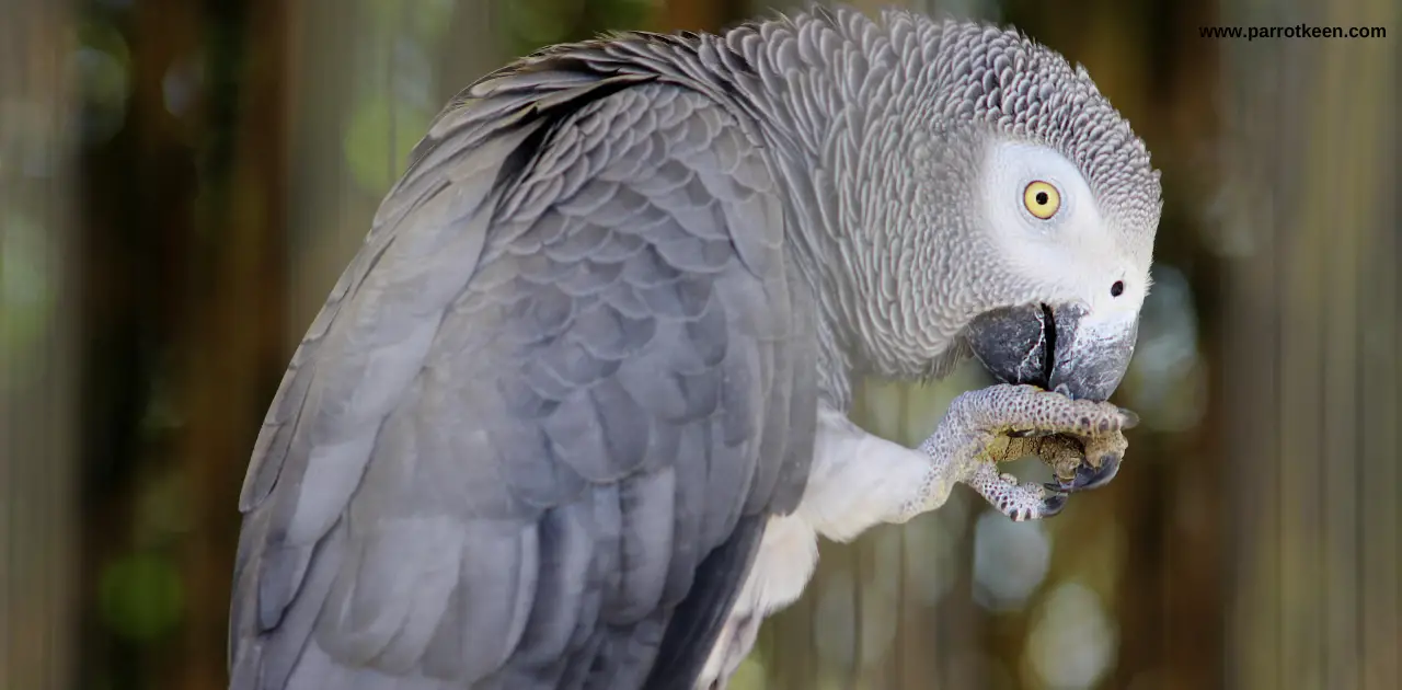 Can African Greys Eat Pineapple?