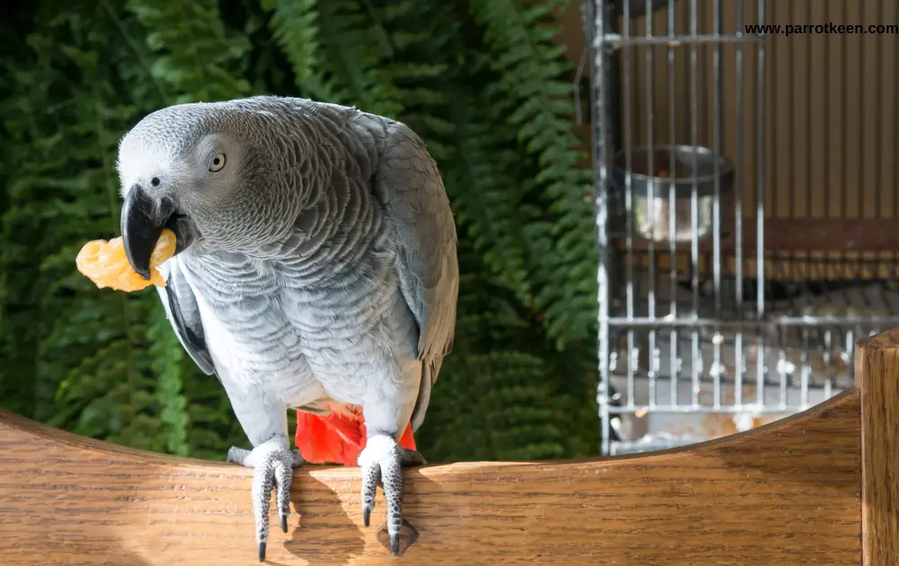 Can African Greys Eat Pineapple