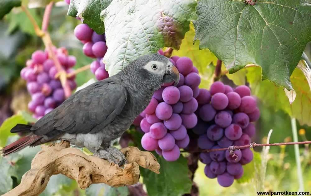 can African greys eat grape
