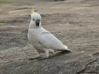 can cockatoos eat watermelon