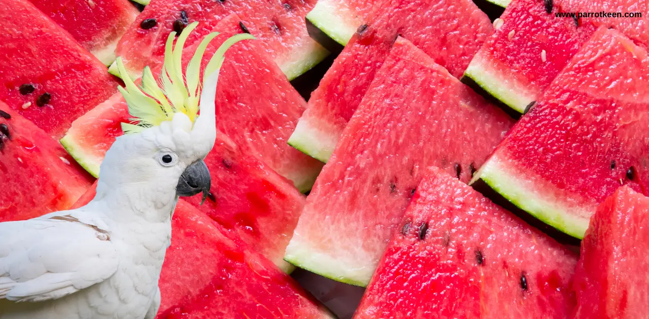 Can Cockatoos Eat Watermelon?