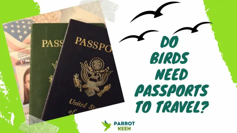 Do Birds Need Passports to Travel?