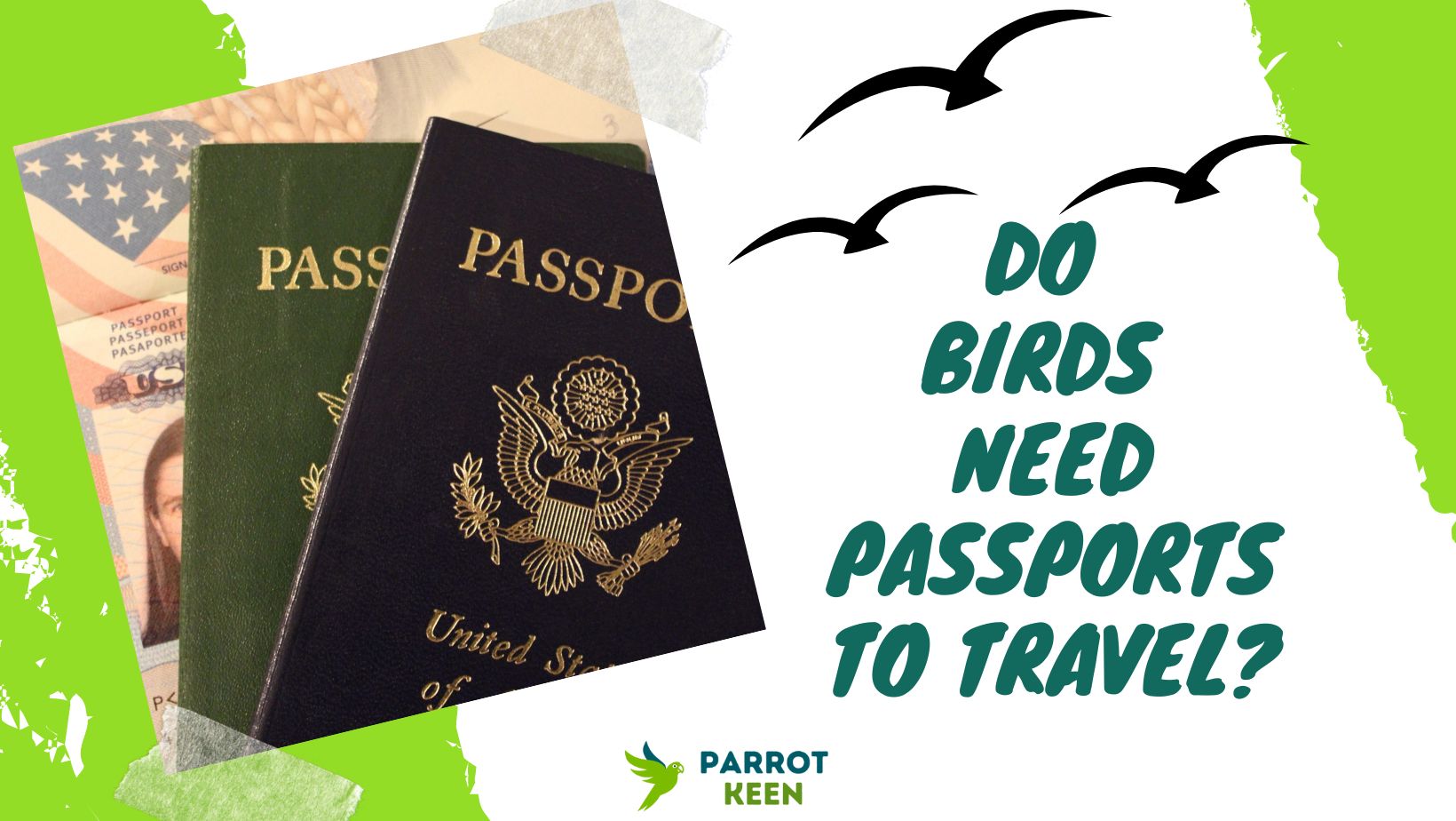 Do Birds Need Passports to Travel