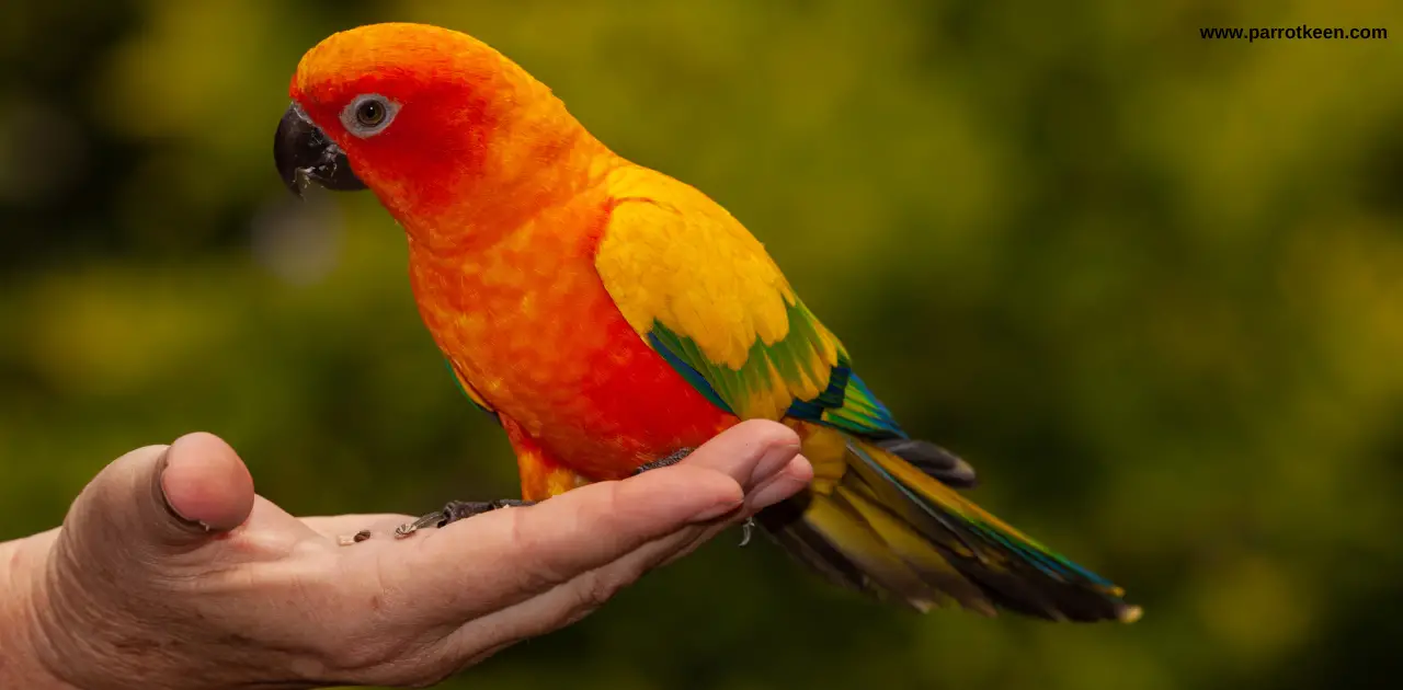 how to train a conure not to bite