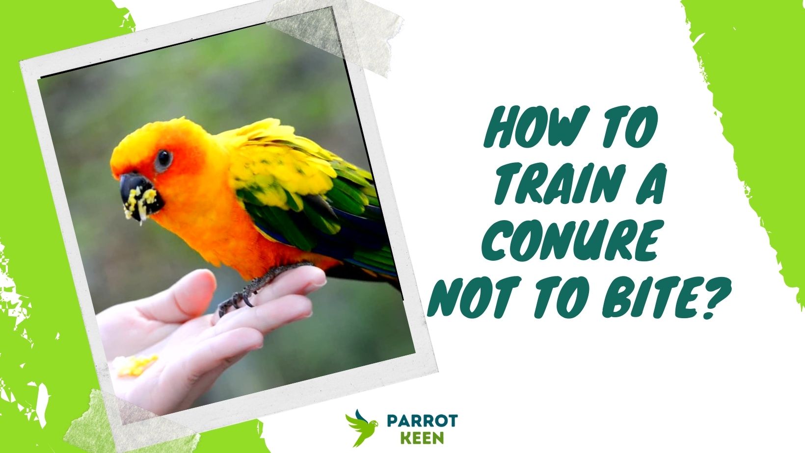 How to Train A Conure Not to Bite
