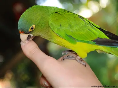 how to train a conure not to bite