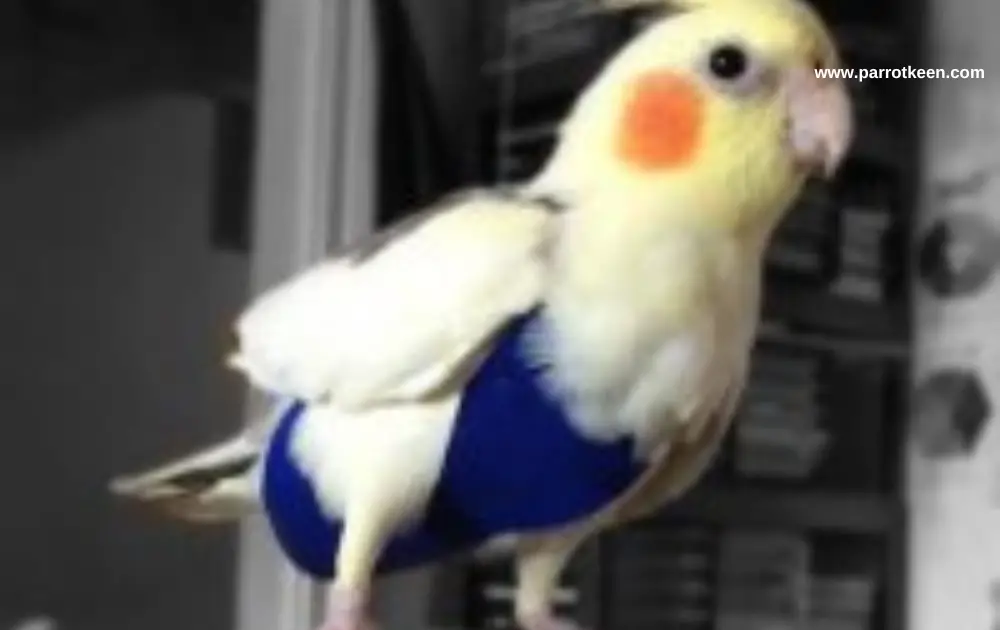 bird diapers for parrots