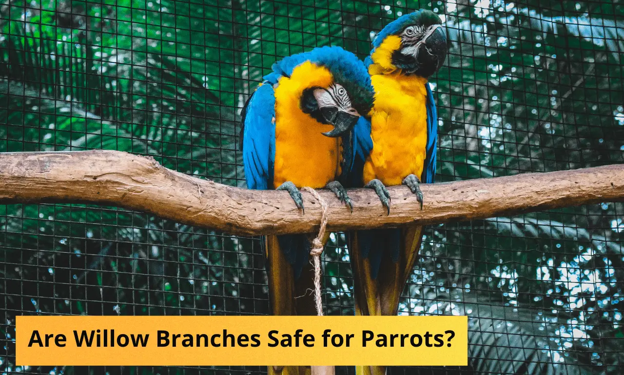 Are Willow Branches safe for Parrots
