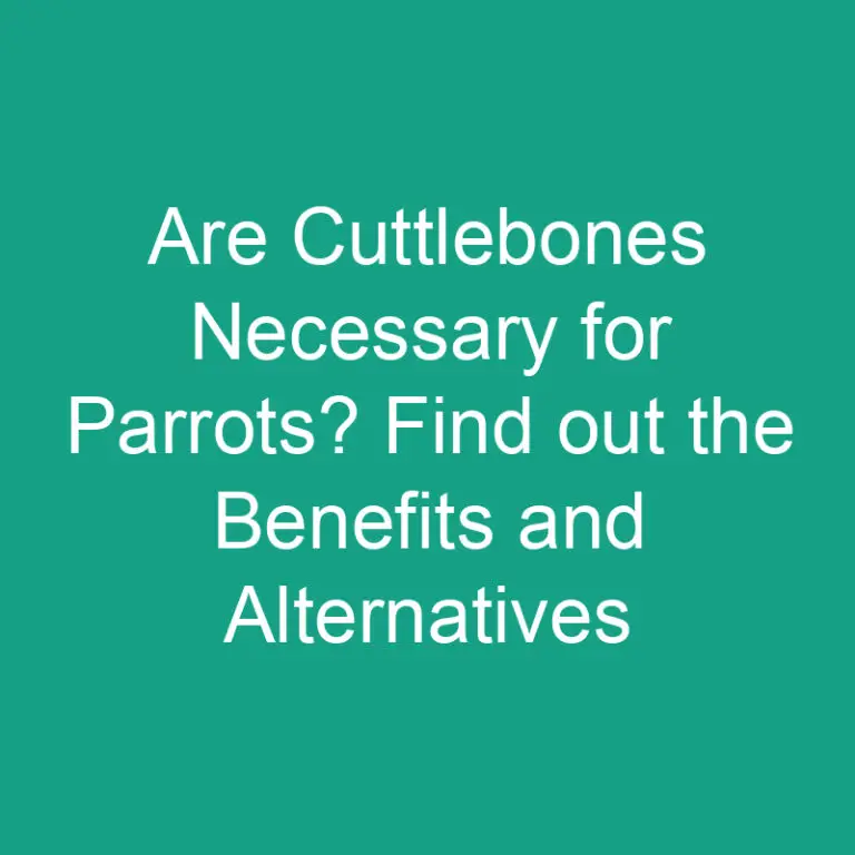Are Cuttlebones Necessary for Parrots? Benefits and Alternatives