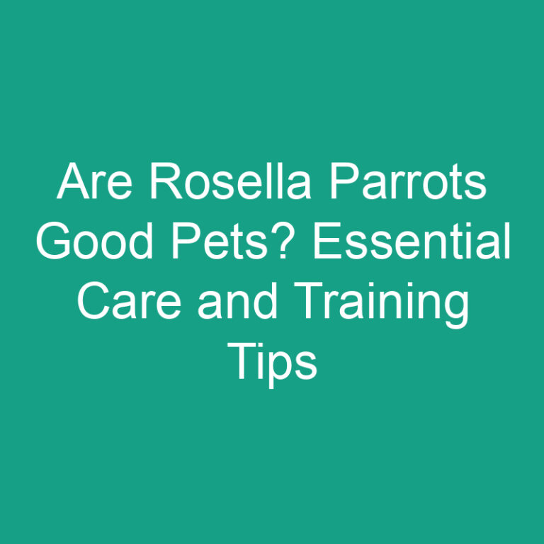 Are Rosella Parrots Good Pets? Essential Care and Training Tips