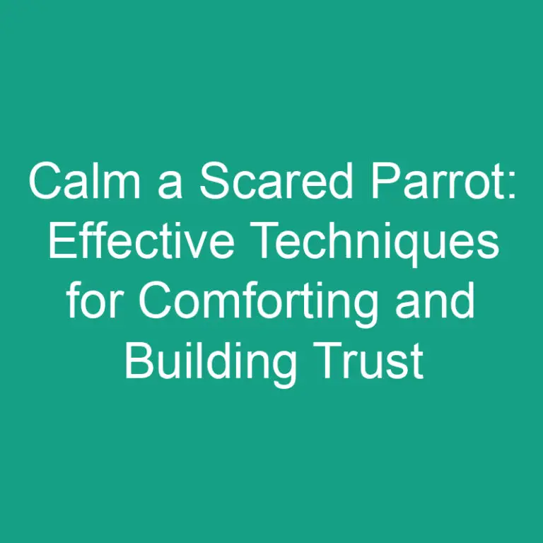 Calm a Scared Parrot: Effective Techniques For Building Trust