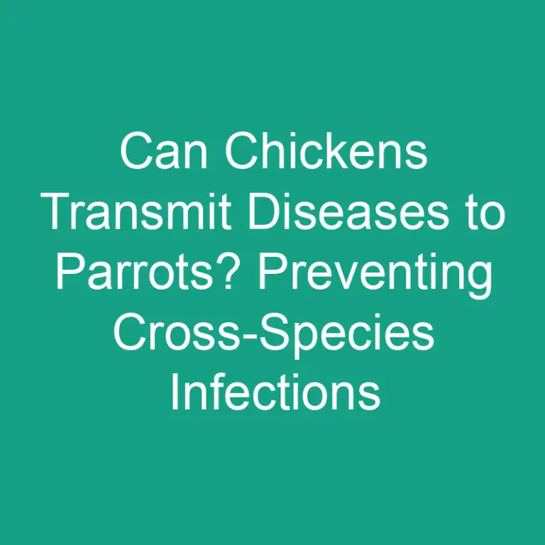Can Chickens Transmit Diseases to Parrots? Preventing Cross-Species Infections