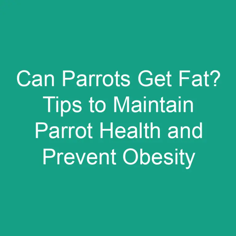 Can Parrots Get Fat? Tips to Maintain Parrot Health and Prevent Obesity