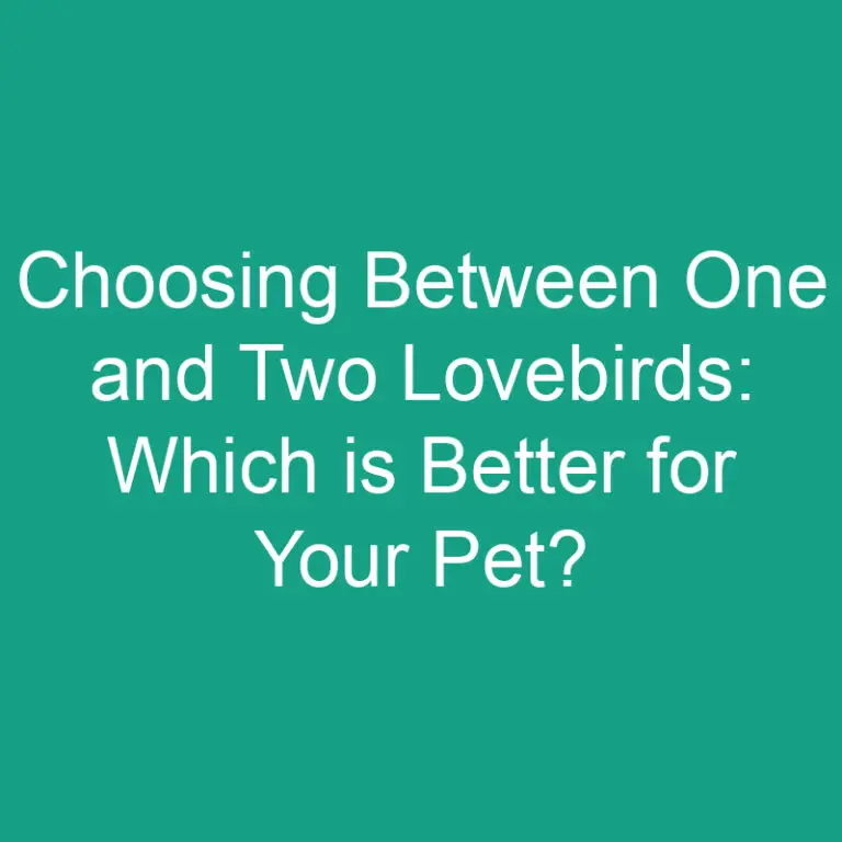 Choosing Between One and Two Lovebirds: Which is Better for Your Pet?