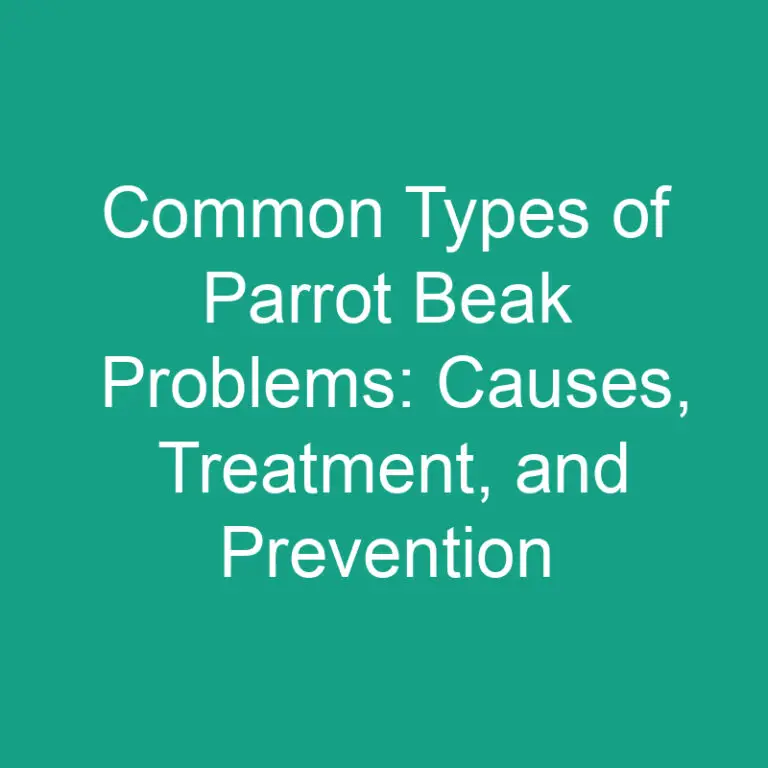 8 Types of Parrot Beak Problems: Causes, Treatment, and Prevention