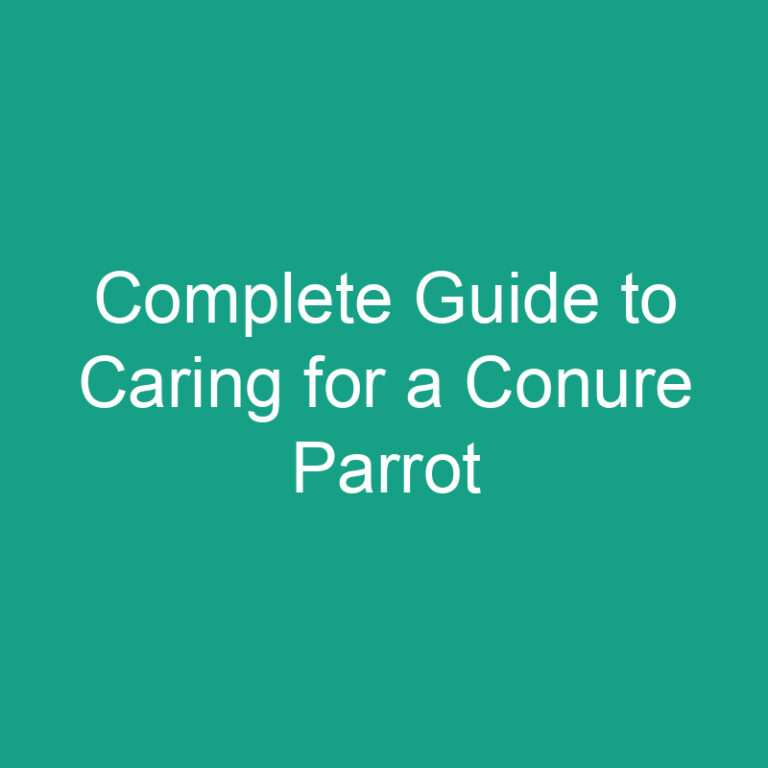 Complete Guide to Caring for a Conure Parrot