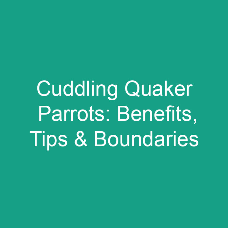 Cuddling Quaker Parrots: Benefits, Tips & Boundaries