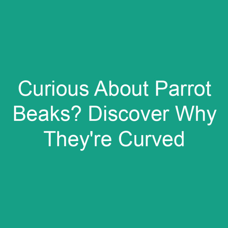 Curious About Parrot Beaks? Discover Why They’re Curved