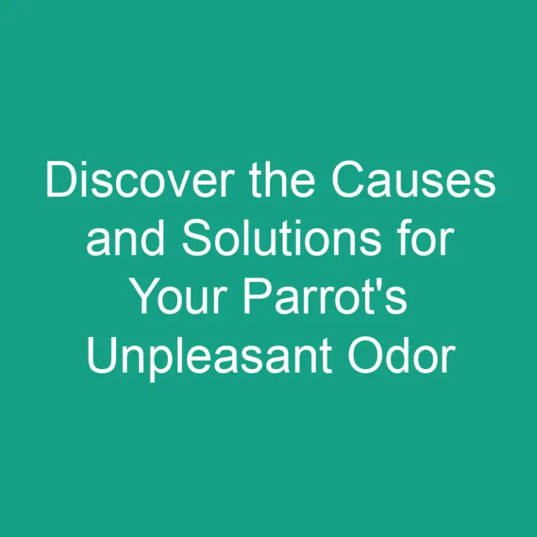 Discover the Causes and Solutions for Your Parrot’s Unpleasant Odor