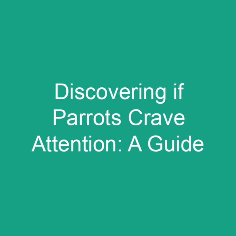 Discovering if Parrots Crave Attention Full Guide