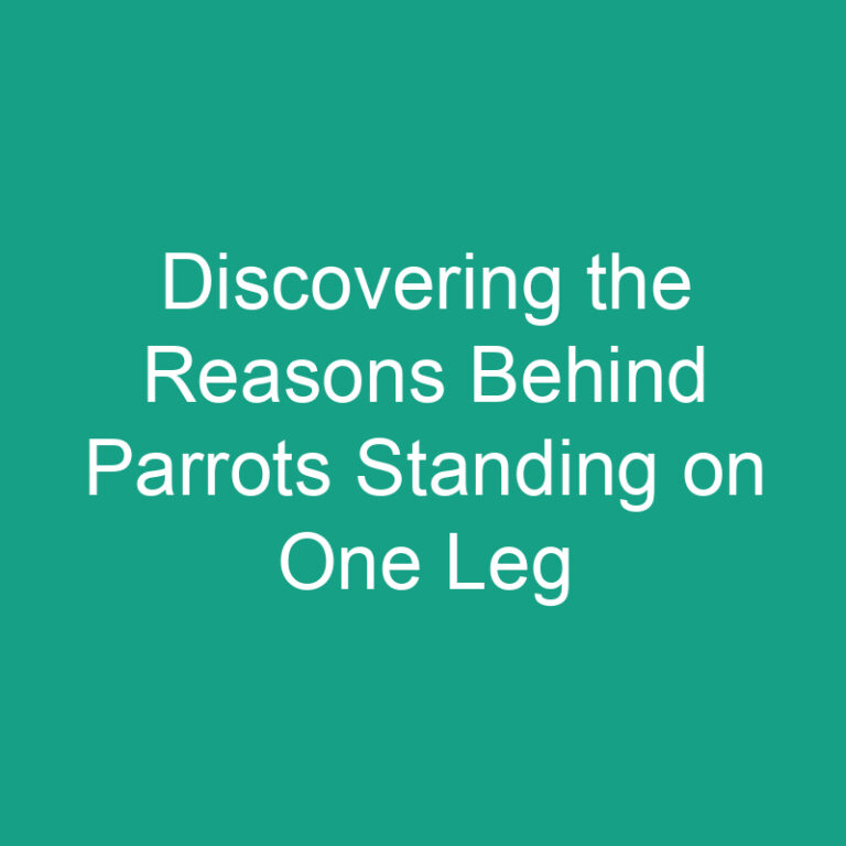 Discovering the Reasons Behind Parrots Standing on One Leg