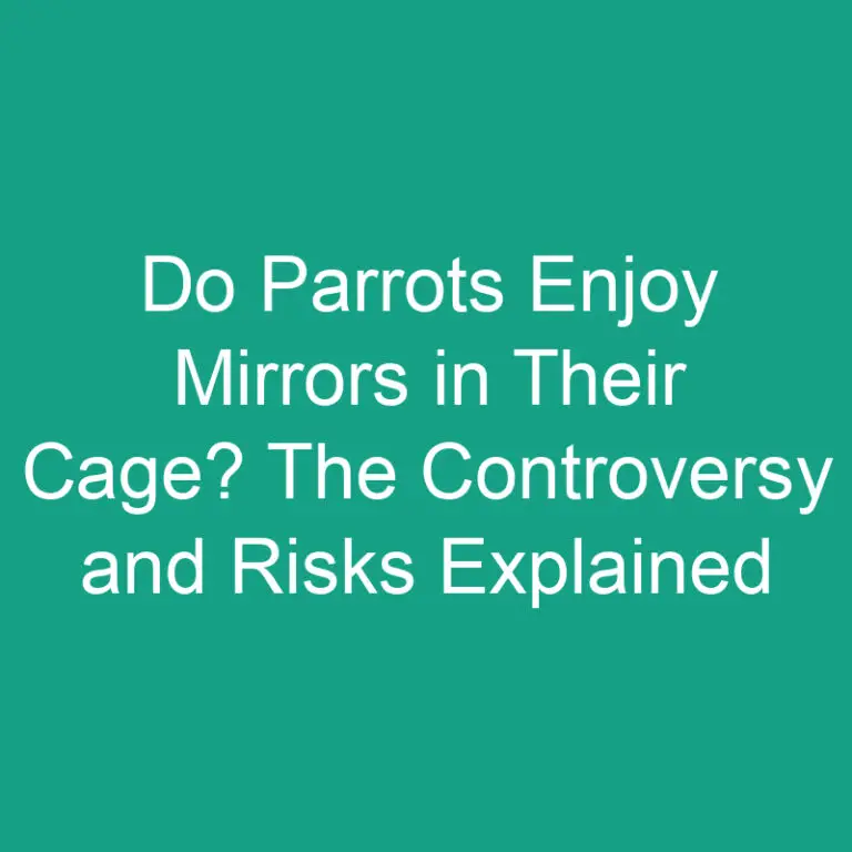 Do Parrots Enjoy Mirrors in Their Cage? The Controversy and Risks Explained
