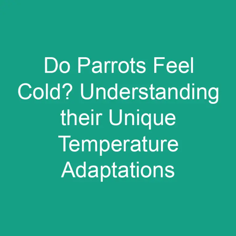 Do Parrots Feel Cold? Parrots Temperature Adaptations