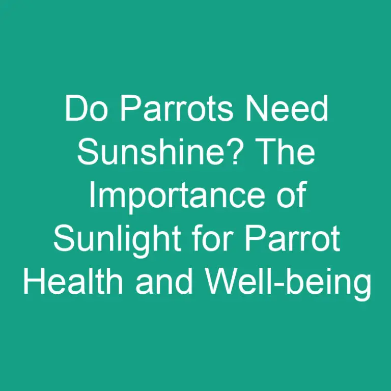 Do Parrots Need Sunshine? The Importance of Sunlight for Parrot Health and Well-being