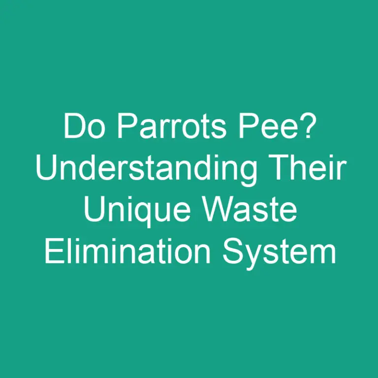 Do Parrots Pee? Understanding Their Unique Waste Elimination System
