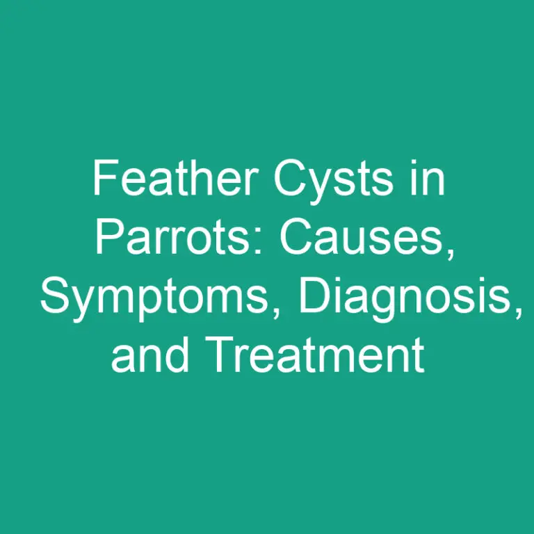 Feather Cysts in Parrots: Causes, Symptoms, Diagnosis, and Treatment
