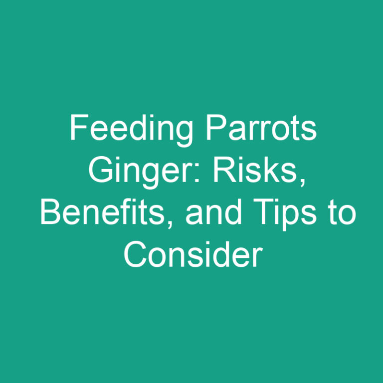 Feeding Parrots Ginger: Risks, Benefits, and Tips to Consider