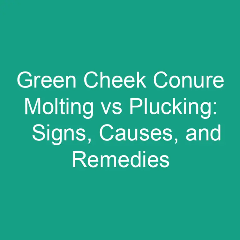 Green Cheek Conure Molting vs Plucking: Signs, Causes, and Remedies