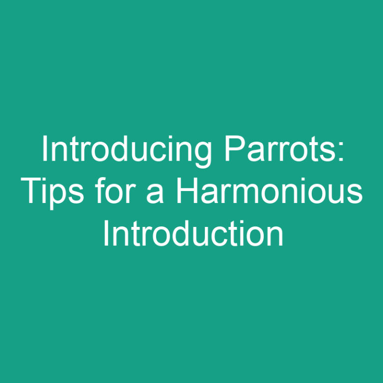 Introducing Parrots: Tips for a Harmonious Introduction