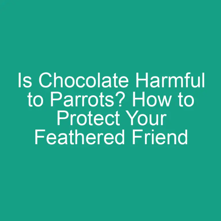 Is Chocolate Harmful to Parrots? How to Protect Your Feathered Friend