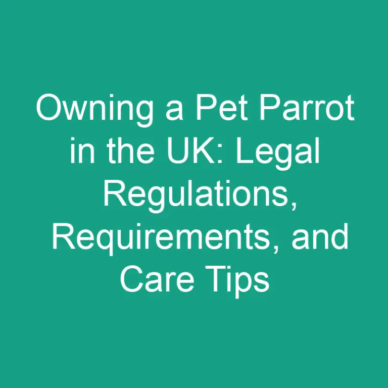 Owning a Pet Parrot in the UK: Legal Regulations, Requirements, and Care Tips