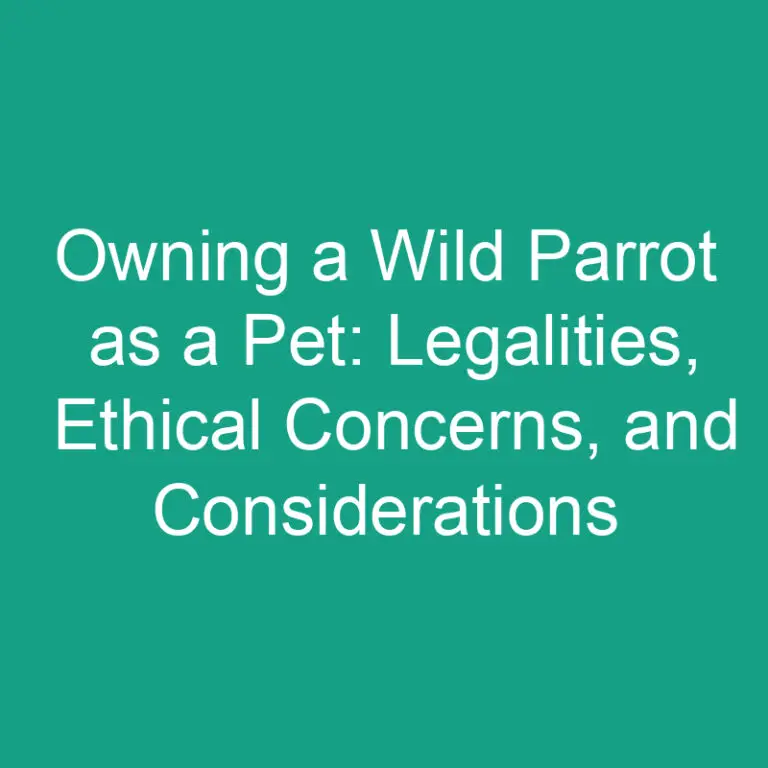 Owning a Wild Parrot as a Pet: Legalities, Ethical Concerns, and Considerations