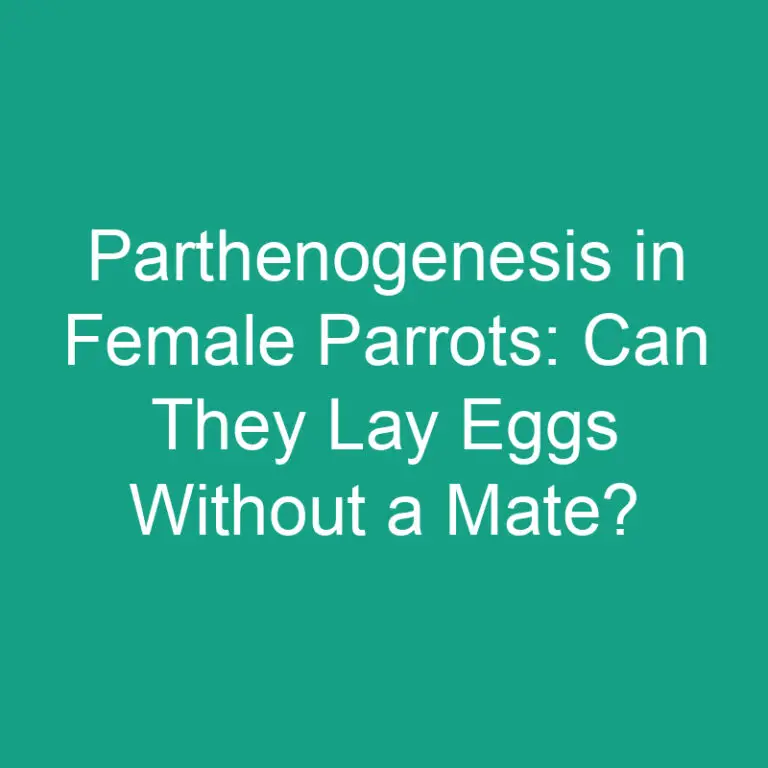 Parthenogenesis in Female Parrots: Can They Lay Eggs Without a Mate?
