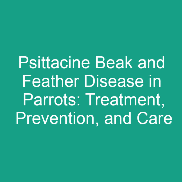 Psittacine Beak and Feather Disease in Parrots: Treatment, Prevention, and Care
