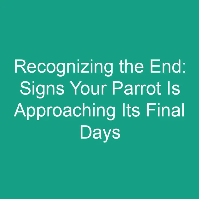 Recognizing the End: Signs Your Parrot Is Approaching Its Final Days