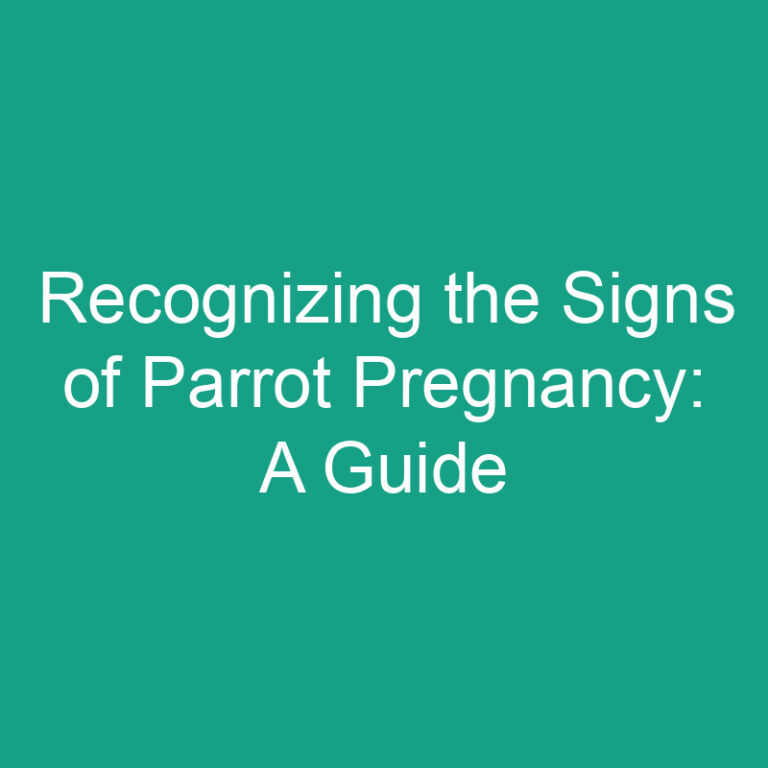 Recognizing the Signs of Parrot Pregnancy: A Guide