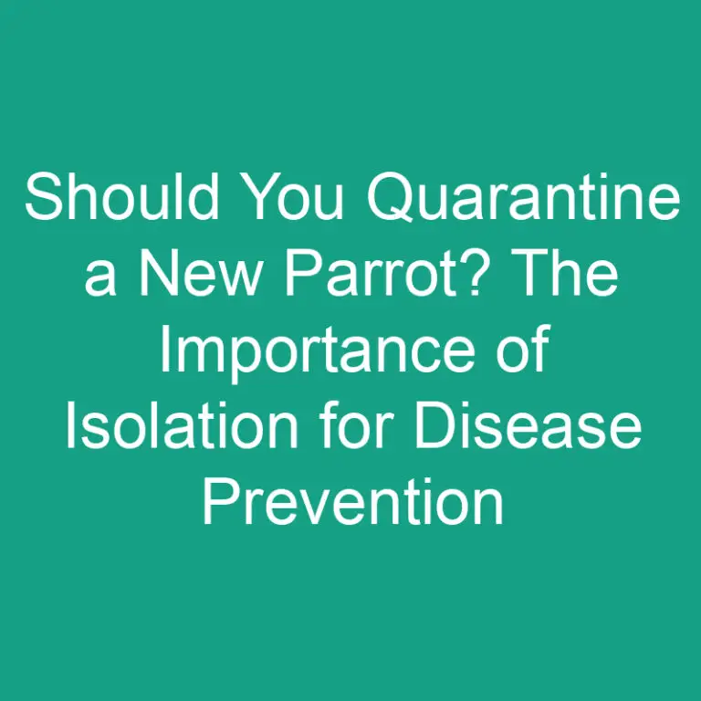 Should You Quarantine a New Parrot? Isolation for Disease Prevention Tips