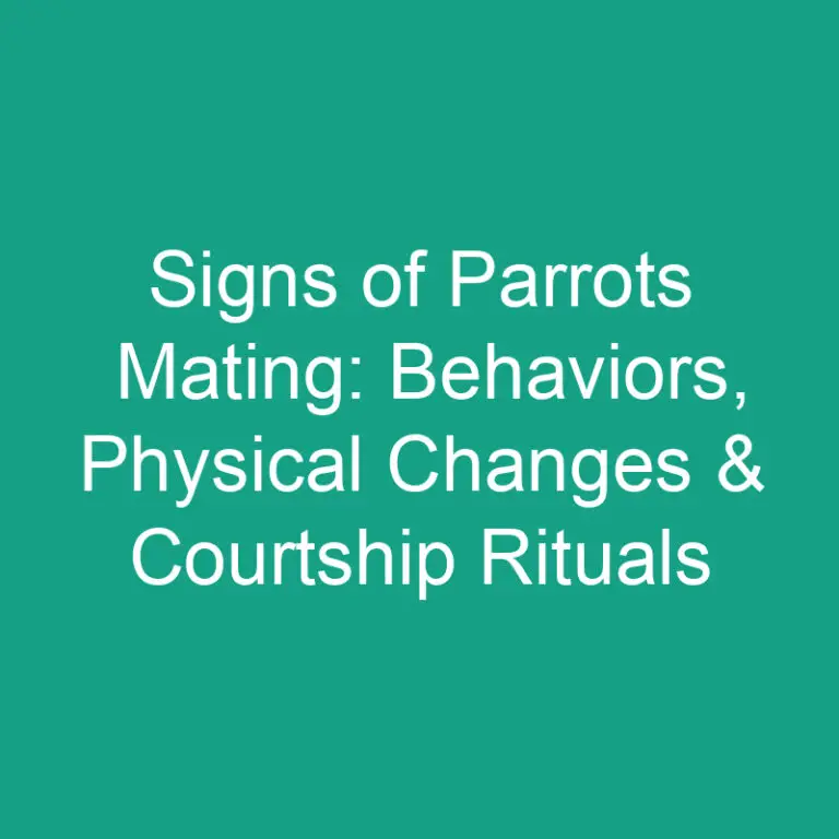 Signs of Parrots Mating: Behaviors, Physical Changes & Courtship Rituals