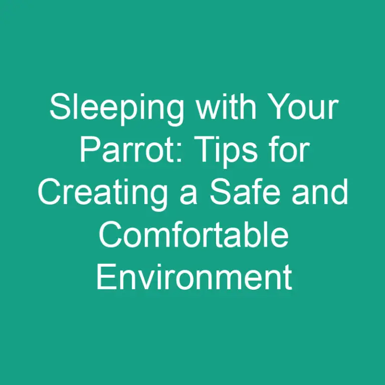 Sleeping with Your Parrot: Tips for Creating a Safe and Comfortable Environment