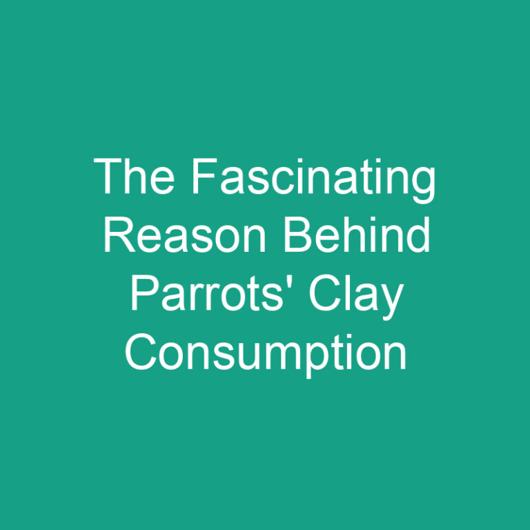 The Fascinating Reason Behind Parrots’ Clay Consumption