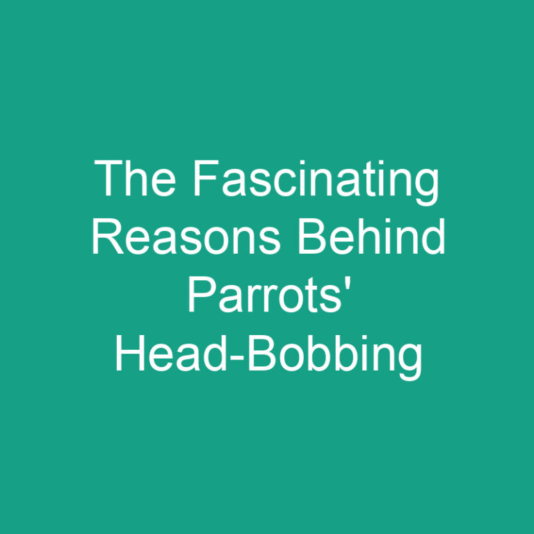 The Fascinating Reasons Behind Parrots’ Head-Bobbing