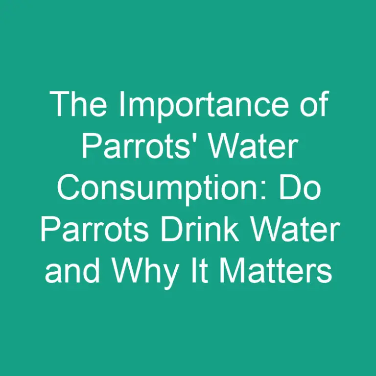 The Importance of Parrots’ Water Consumption: Do Parrots Drink Water and Why It Matters